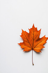 Fototapeta premium Minimalist Thanksgiving invitation with a single maple leaf in burnt orange isolated on a white background space for text below 