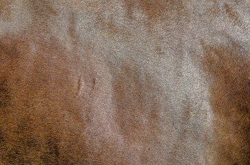 Brown skin on horse's back in full screen mode. Close-up of horse's back. Biology of animals.