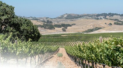 Naklejka premium A vineyard featuring rows of grapes in the foreground and a hill covered in trees in the background