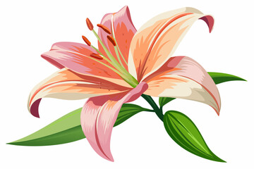 Lily Flower, watercolor clipart illustration with isolated background