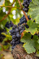 Close-Up of Cabernet Grapes on the Vine in Bordeaux Vineyard