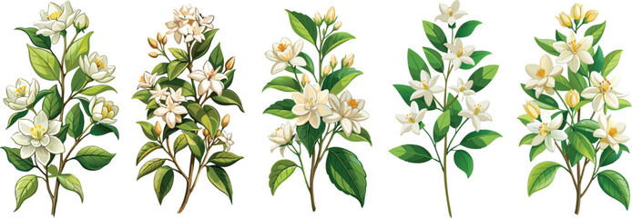 Illustration Of Jasmine Flowers With Leaves -looming jasmine flowers with vibrant green leaves. Perfect for botanical art, nature themes, and floral designs conveying freshness and elegance.
