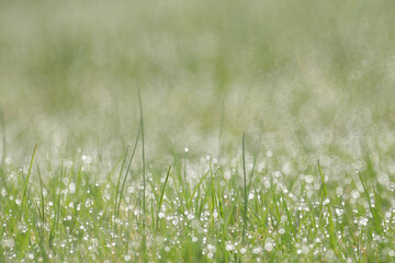 Dew in the Grass