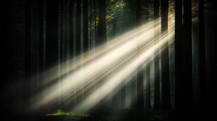 Glowing light beams breaking through a dense fog in a dark forest, mysterious and captivating, forest glowtime, eerie and enchanting