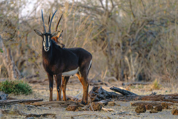 Solitary sable antelope seen on an African safari in Botswana Africa © KAT