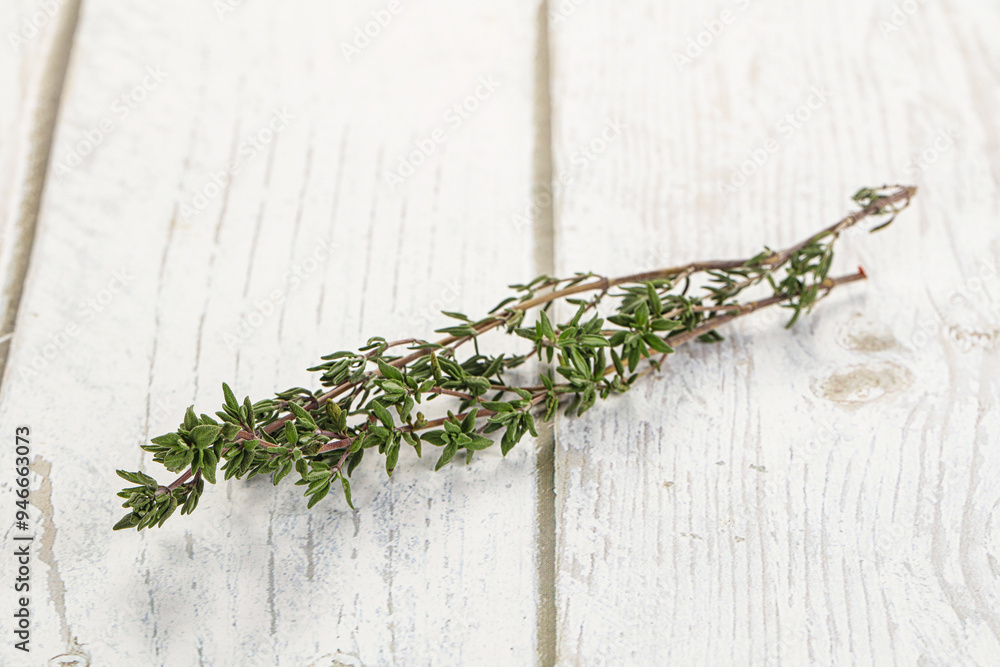 Poster thyme - aromatic seasoning herbal plant