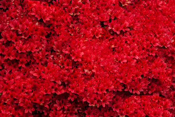 Photo with flowers, dark red flower background, copy space