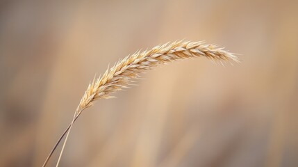 A Single Wheat Stalk in a Field of Grain