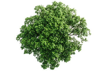 Obraz premium Top view of a single woodland tree, tropical green on a transparent background