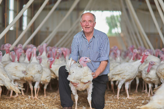 Factory, portrait or farmer turkeys in barn or warehouse for industrial meat farming or sustainability. Animals, mature man and birds in indoor poultry business, food industry or livestock production