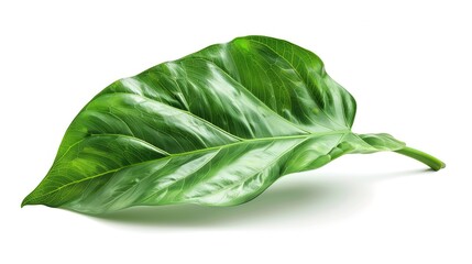 Obraz premium Tropical Leaf, Island Jungle Plant Foliage, Large Green Leaves, Isolated Nature Graphic, Natural Beauty and Foliage Texture Concept