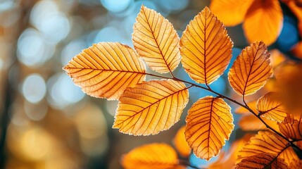 Obraz premium A zoomed-in image of a golden leaf on a tree branch, surrounded by hazy foliage, with the blue sky visible behind