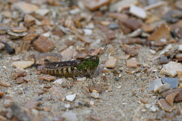 Closeup on the mottled grasshopper. Myrmeleotettix maculatus at the Belgian coast