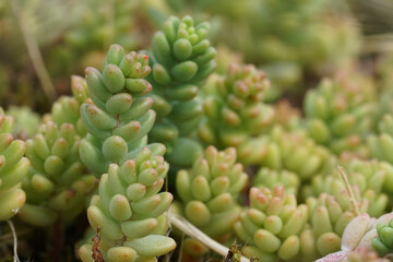 Low angle closeup on White Stonecrop wildflower, Sedum album at te Belgian coast