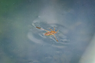 Close up of a water boatman on pond surface in Wiltshire, UK