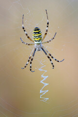 Wespenspinne Argiope bruennichi