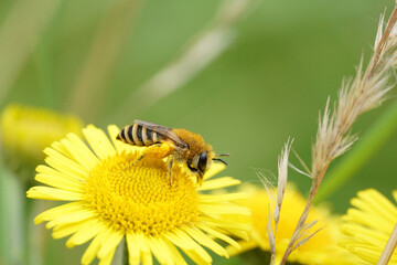 Closeup on a female plastered bee, Colletes, on a yellow Pulicaria dysenterica flower