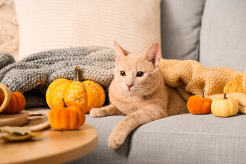 Cute cat with pumpkins and plaid lying on sofa at home