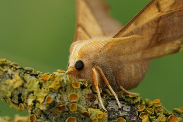 Facial closeup on the Dusky Thorn geometer moth, Ennomos fuscantaria sitting on a lichen covered twig