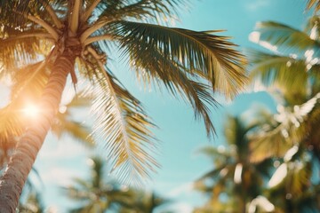 Palm tree leaves in the sun. Perfect for summer vacation backgrounds or tropical designs.