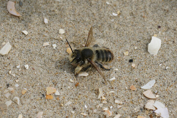 Closeup on a male of the rare Coastal leaf-cutter bee, Megachile maritima, sitting in the sand at the Belgian dunes