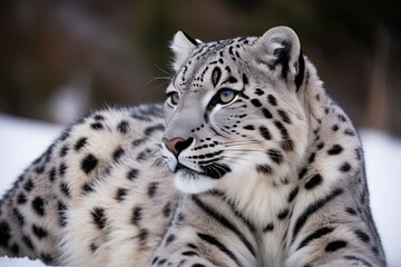 Detailed Close-Up of Snow Leopard Fur Showcasing Unique Textures and Patterns