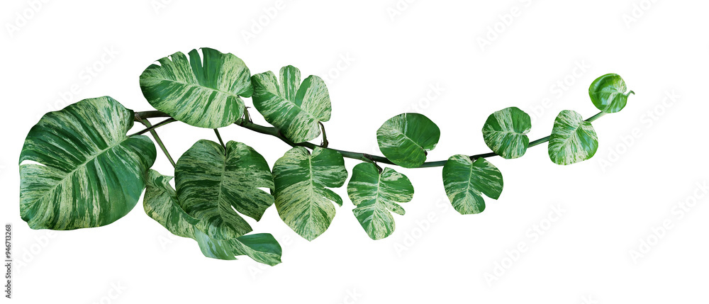 Canvas Prints Variegated leaves golden giant Pothos (Marble Queen) or Devils ivy tropical foliage vine plant