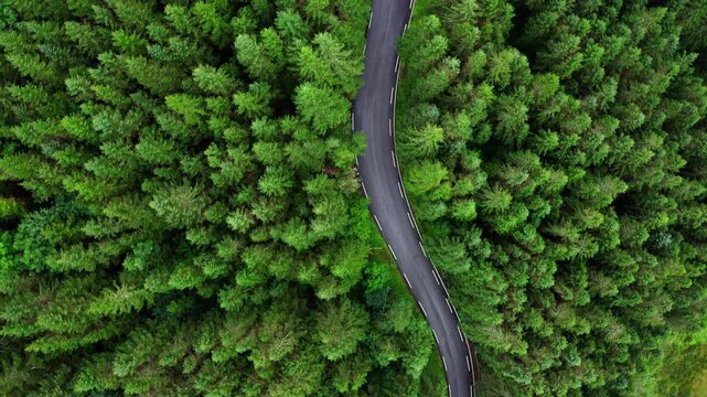 Green Pines trees aerial top flying drone view with curved asphalt empty road. Traveling, transportation and beauty in Nature concept 4K video. Summer Norway, Europe. 