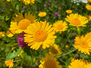 Färberkamille, Cota tinctoria, Kamille Pflanze mit gelben Blüten auf einer Wiese