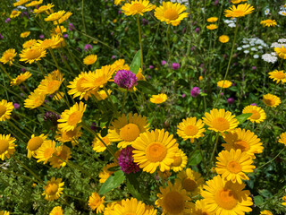 Färberkamille, Cota tinctoria, Kamille Pflanze mit gelben Blüten auf einer Wiese