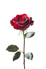 red rose isolated on white