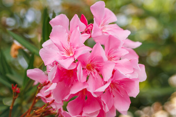 Obraz premium Vibrant pink oleanders standing out amidst greenery in a sunlight