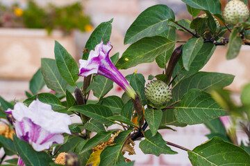 Devils Trumpet flower close-up in the garden