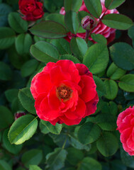Red roses on a bush.