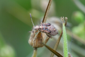 Closeup on a nymph of the European red scentless bug, Rhopalus subrufus in the garden