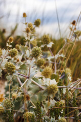 Sea Holly (Eryngium) plant on the beach