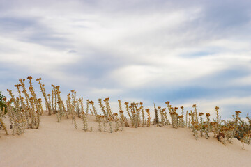 Cottonweed plants grow sparsely on sandy dune under cloudy skies.