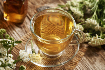 Herbal tea in a glass cup with fresh blooming yarrow or Achillea millefolium plant