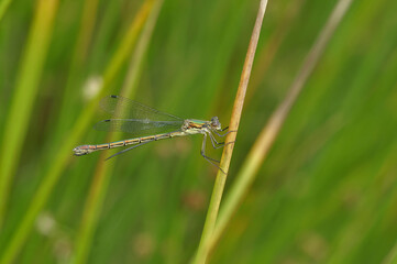 Closeup on an Emerald Spreadwing, Lestes dryas, damselflfy, against a green background