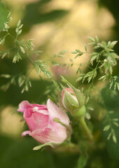 Delicate Pink Roses in the garden