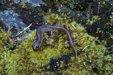Closeup on the rare California scott barr salamander, Plethodon asupak sitting on a moss covered stone