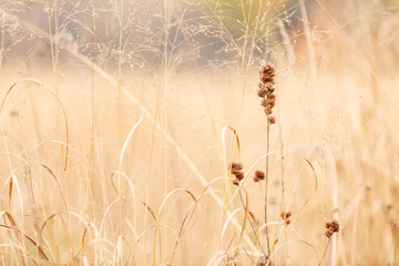 Brown grassy meadow close up