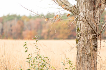 close up on tree with autumn meadow in background