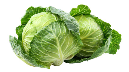 Obraz premium Green butterhead lettuce cabbage isolated on white background