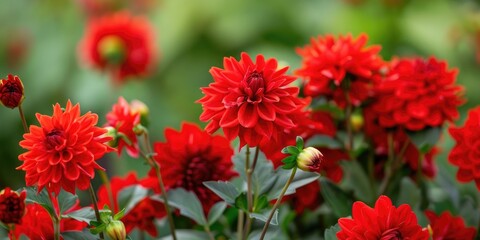 Dahlia Honka Surprise features red blooms and belongs to the category of single Orchid Dahlias or Star Dahlias
