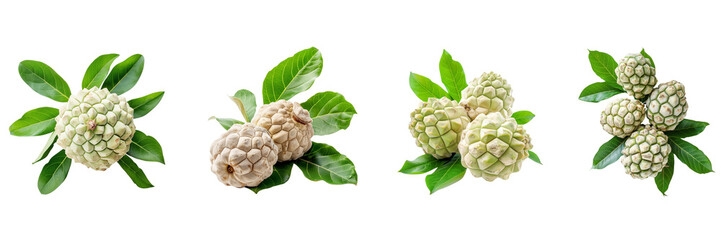 Fototapeta premium Set of Ripe Custard Apple with green leaves isolated on a transparent background