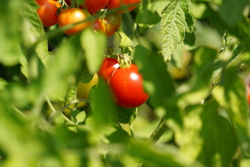 Red ripe tomatoes hanging down from green tomatoe plants in a garden