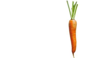 Carrot isolated on white background
