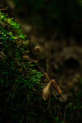 moss on the tree