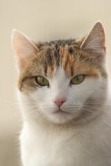 Fototapeta premium portrait of a cat